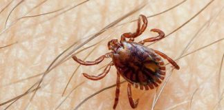 Peste 300 de gorjeni, muşcaţi de căpuşe