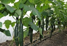 Olanda recrutează culegători de castraveți