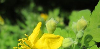 Rostopasca (Chelidonium majus) – beneficii şi proprietăţi