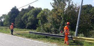 Cea mai alergenică buruiană, cosită de drumarii gorjeni