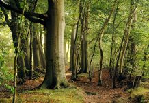 Arestați la domiciliu pentru furtul unui arbore