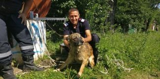 Câine salvat de pompieri dintr-o fântână