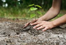 Termen pentru solicitarea sprijinului pentru prima împădurire