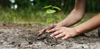 Termen pentru solicitarea sprijinului pentru prima împădurire