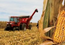 Agricultura pe înțelesul tuturor – Recoltarea corectă a porumbului