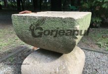 Mușchi și licheni pe operele lui Brâncuși