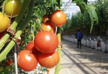 Olanda recrutează culegători de tomate