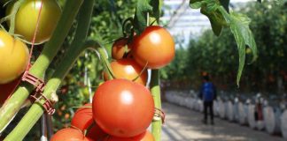 Olanda recrutează culegători de tomate