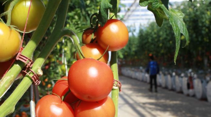 Fermieri amenințați cu tăierea subvențiilor