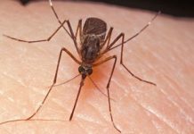 Specialiștii în sănătate publică recomandă măsuri de protecție împotriva virusului West Nile