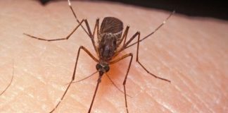 Specialiștii în sănătate publică recomandă măsuri de protecție împotriva virusului West Nile
