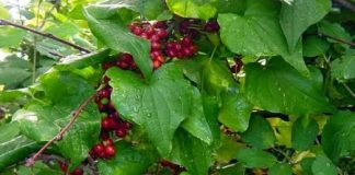 Untul pământului (Tamus communis) – beneficii şi proprietăţi