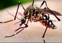 25 de persoane, infectate cu virusul West Nile