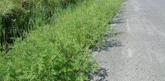 Primăria Târgu-Jiu, în luptă cu ambrozia