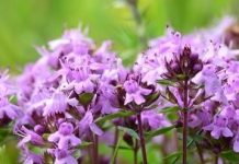 Cimbrişor (Thymus serpyllum) – beneficii şi proprietăţi