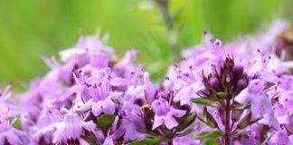Cimbrişor (Thymus serpyllum) – beneficii şi proprietăţi