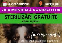 Sterilizări gratuite, de Ziua Mondială a Animalelor