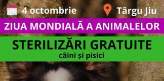 Sterilizări gratuite, de Ziua Mondială a Animalelor