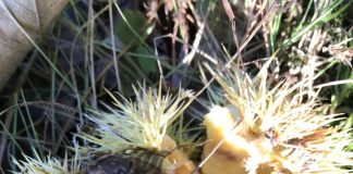 Castanii din Tismana nu mai sunt bolnavi!