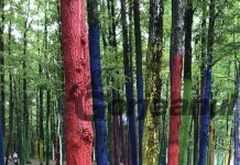 “Cuiburi colorate”, în “Pădurea Colorată”