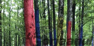 “Cuiburi colorate”, în “Pădurea Colorată”