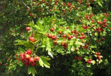 Păducel (Crataegus monogyna) – beneficii şi proprietăţi