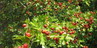 Păducel (Crataegus monogyna) – beneficii şi proprietăţi