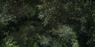 Poliția vă sfătuiește: „Învăţaţi-vă copilul ce să facă dacă se rătăceşte”