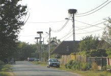 La mijloc de Răpciune, auzită de la un localnic – Povestea Berzei Roşii