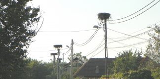 La mijloc de Răpciune, auzită de la un localnic – Povestea Berzei Roşii