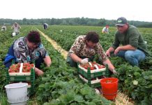 Olanda caută culegători de căpșune