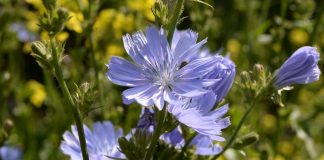 Cicoare (Cichorum inthybus) – beneficii şi proprietăţi
