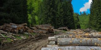 Greenpeace semnalează: Gorjul, în topul cazurilor de tăiere ilegală de arbori