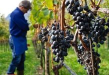 Spania recrutează culegători de struguri
