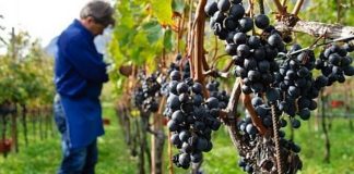 Spania recrutează culegători de struguri