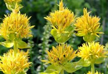 Genţiana (Gentiana lutea) – beneficii şi proprietăţi