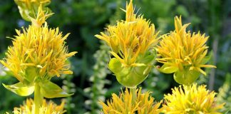 Genţiana (Gentiana lutea) – beneficii şi proprietăţi