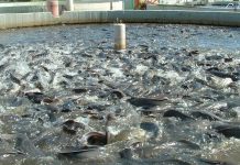 Ajutor de stat pentru reducerea accizei la motorina folosită în acvacultură