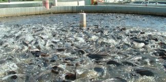 Ajutor de stat pentru reducerea accizei la motorina folosită în acvacultură