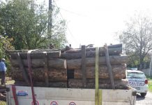 Bărbat fără permis, prins în timp ce conducea o autoutilitară încărcată cu lemne pentru care nu avea documente