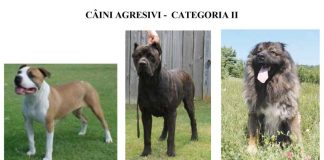 Proprietarii de câini periculoși sau agresivi, în atenția polițiștilor