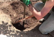 Cum trebuie plantaţi corect pomii fructiferi