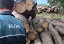 Controale în domeniul silvic