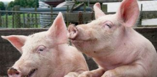 Vânzători de porci din Târgul de la Peșteana, amendați de DSVSA