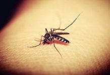 Aproape două sute de meningite, cauzate de virusul West Nile