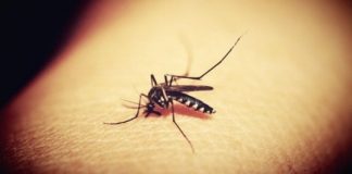 Aproape două sute de meningite, cauzate de virusul West Nile