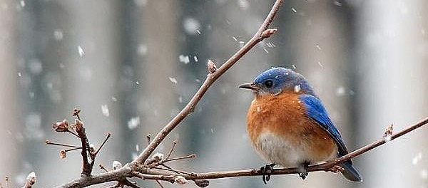 Blue-Bird-in-Winter