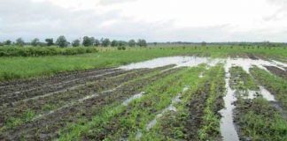 Protejarea culturilor la excesul de umiditate din toamnă