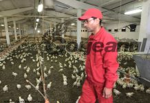 Muncitori nepalezi la ferma de păsări