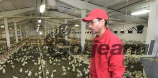 Muncitori nepalezi la ferma de păsări